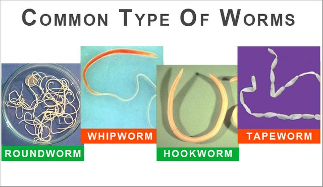 worm.jpg