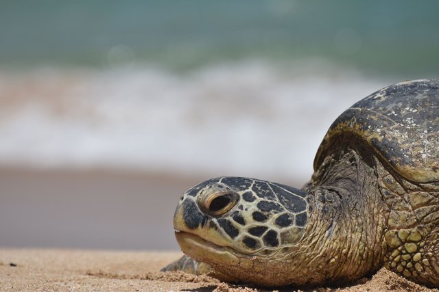 turtle-hawaii-reptile-beach.jpg