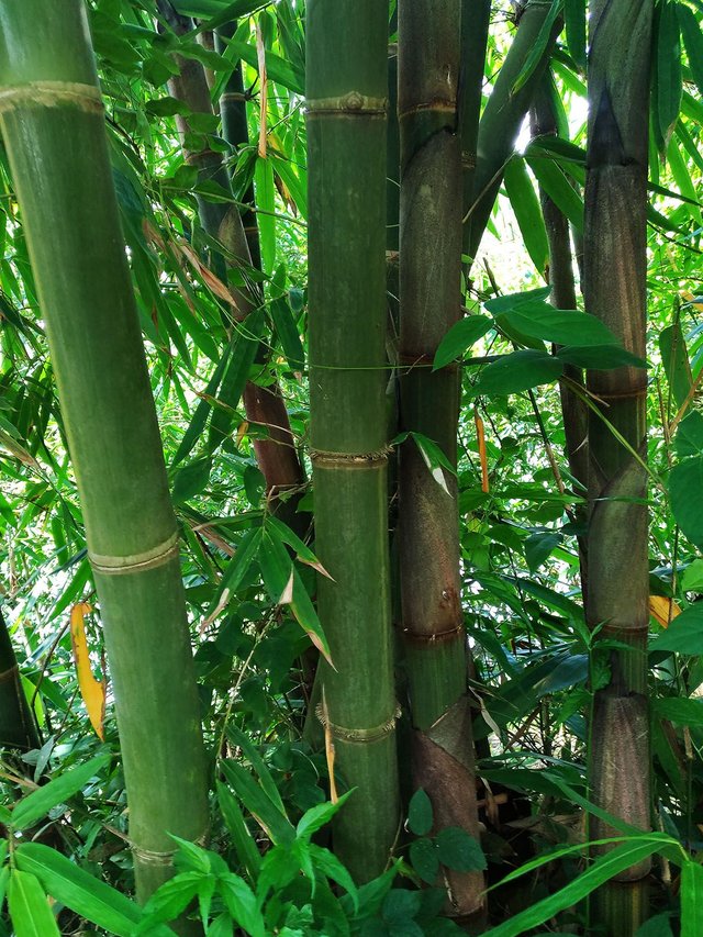 Pohon bambu 2.jpg