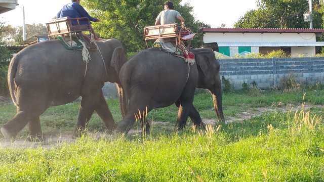 Elephants Pattaya.jpg