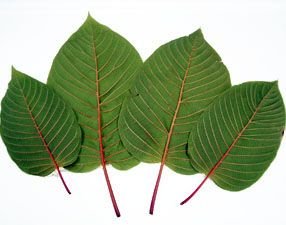 red-vein-thai-kratom-leaf.jpg