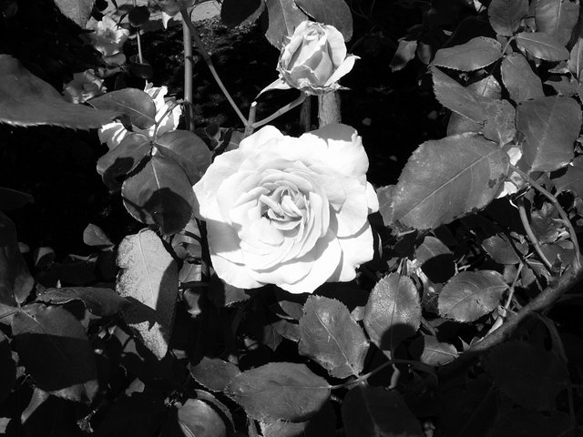 Voyager Rose 4 B&W.jpg