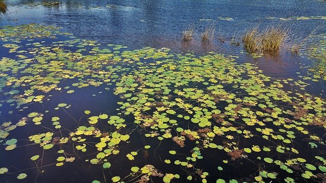 lilypads.jpg