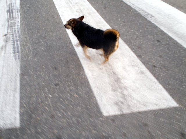 eni crossing zebra crossing sideways