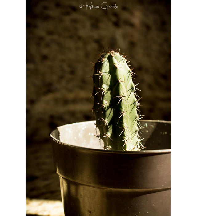 Cactus 3-01.png