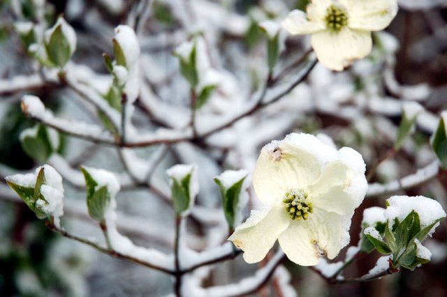 dogwood-winter.jpg