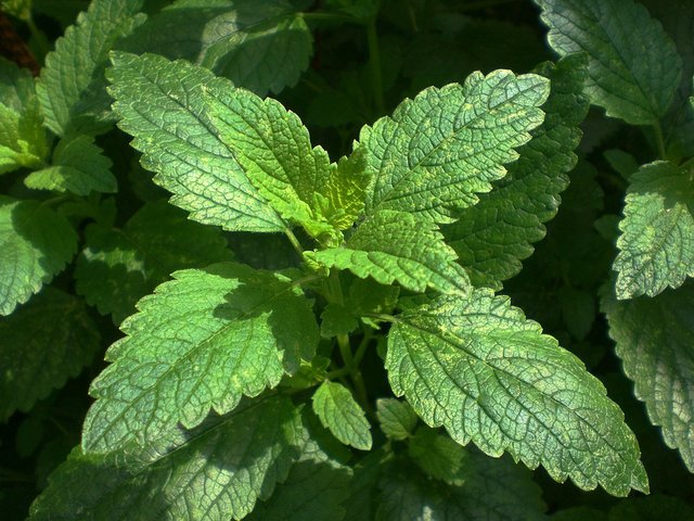 lemonbalm.jpg