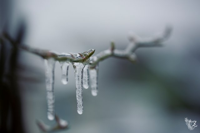 frozen-49.jpg