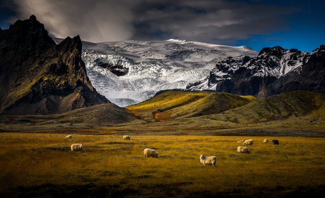 Sheep and Glacier