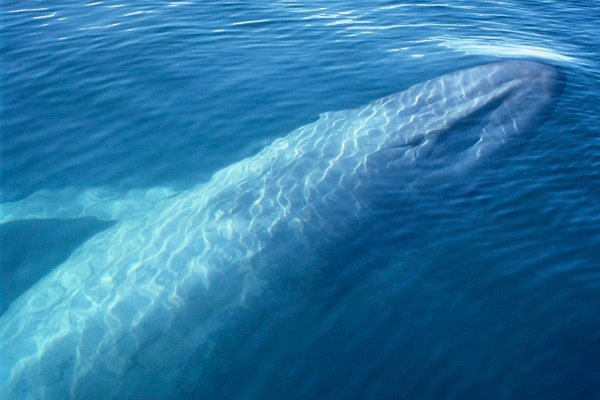 blue-whale-worlds-biggest-animal.jpg