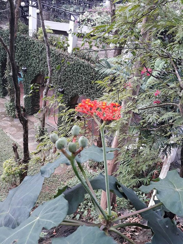 Flower on the branch.jpg