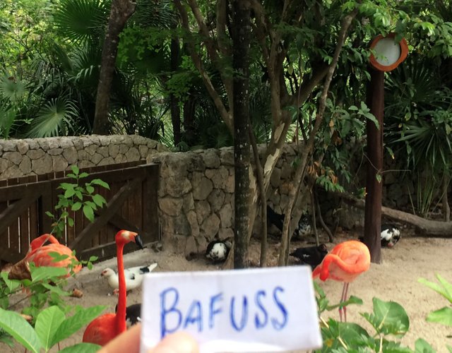 Flamingos.JPG