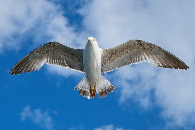 seagull-1511862_960_720.jpg