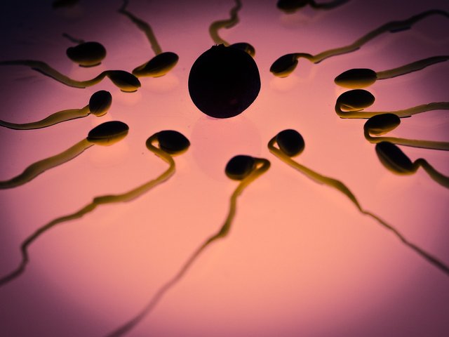 sperm-956482_1280.jpg