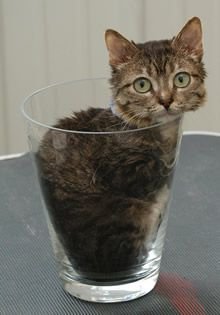 glass cat.jpg