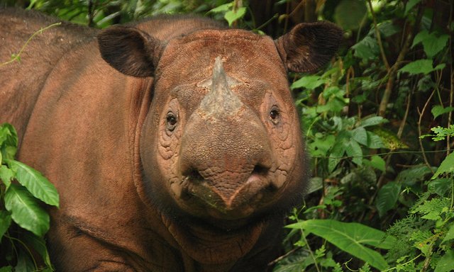 Sumatran_rhino.jpg