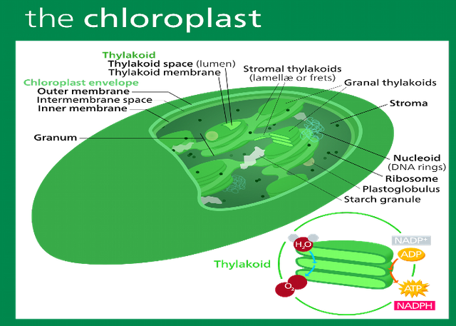 Chloroplast_II.svg1.png