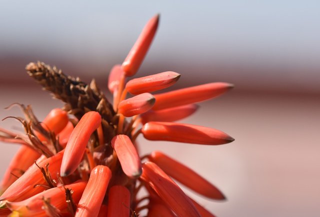 red aloe flower 3.jpg