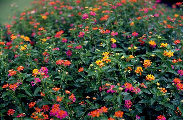 Lantana-camara.jpg