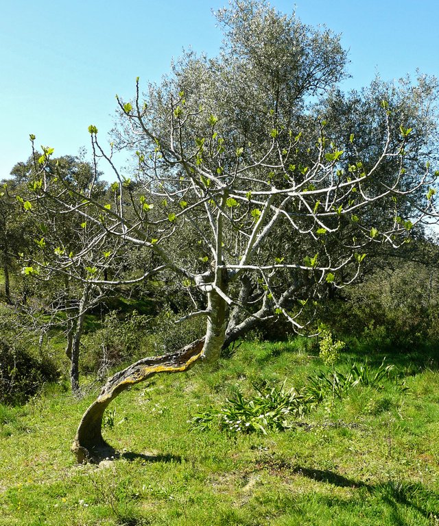 fig tree old.jpg