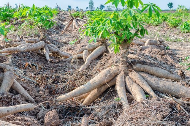 cassava-1024x678.jpg