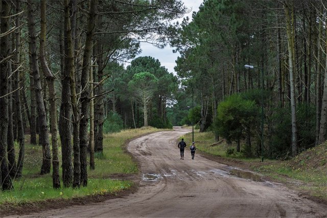 Bosques de Pinamar.jpg