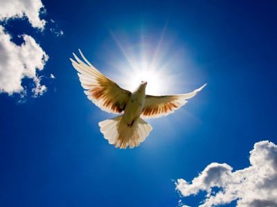 23-hd-wallpapers-sun-and-dove-flying.jpg