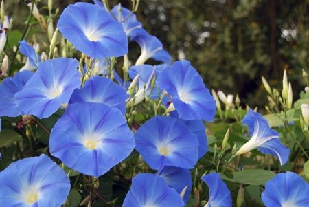 450-18567786-morning-glory-flowers.jpg