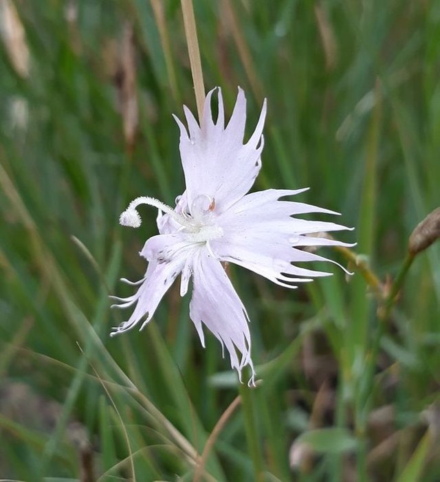 dianthus mooiensis.jpg