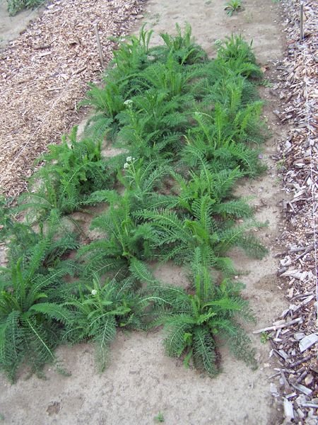 New Herb garden - yarrow crop August 2016.jpg