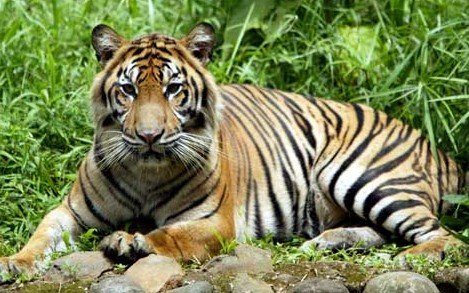 harimau-sumatera-Panthera-Tigris-Sumatrae-hewan-langka-di-dunia.jpg