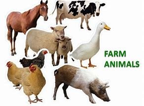 farm animals.jpg