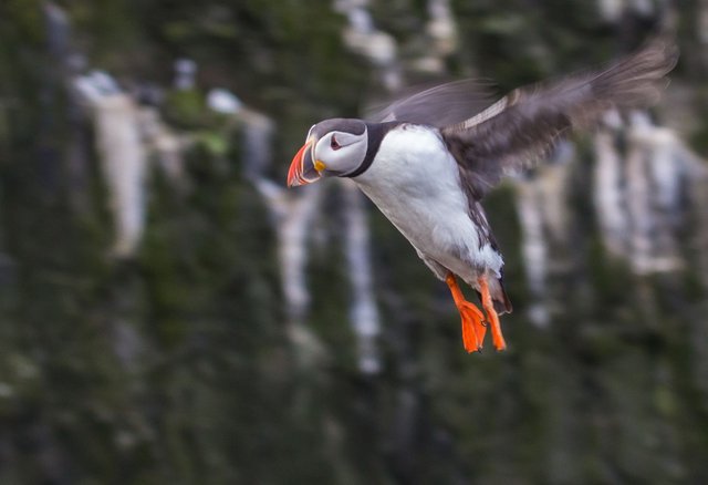 puffin.jpeg