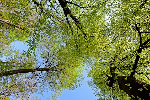 The canopies of beech trees in spring