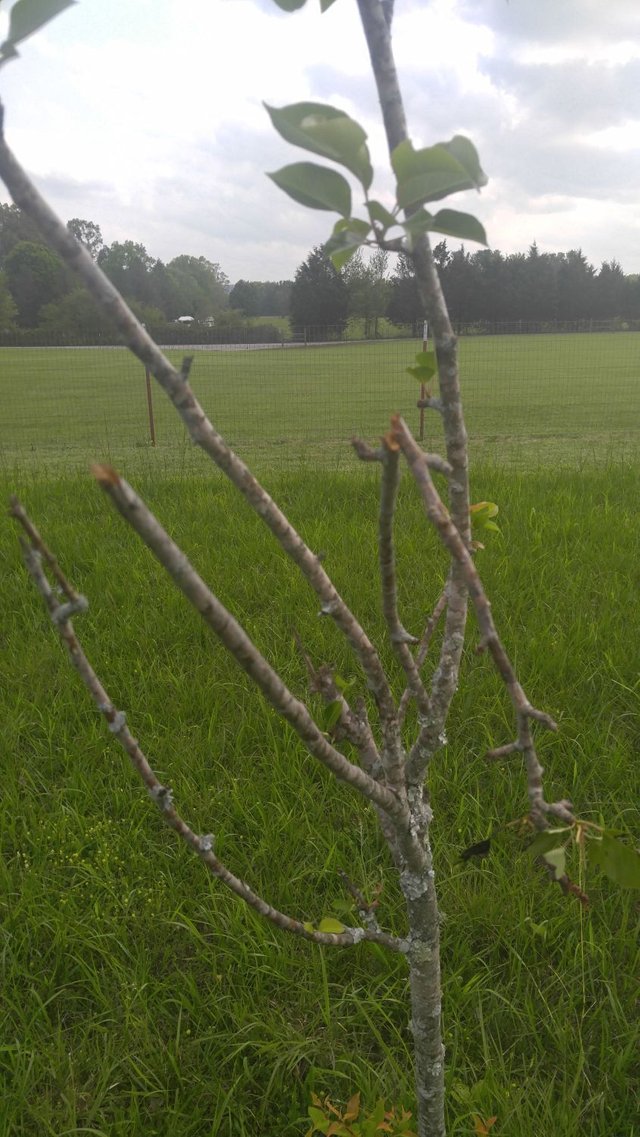 20170428_155021 - Another fruit tree with broken branches.jpg