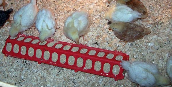 Chicks5 feeder crop May 08.jpg