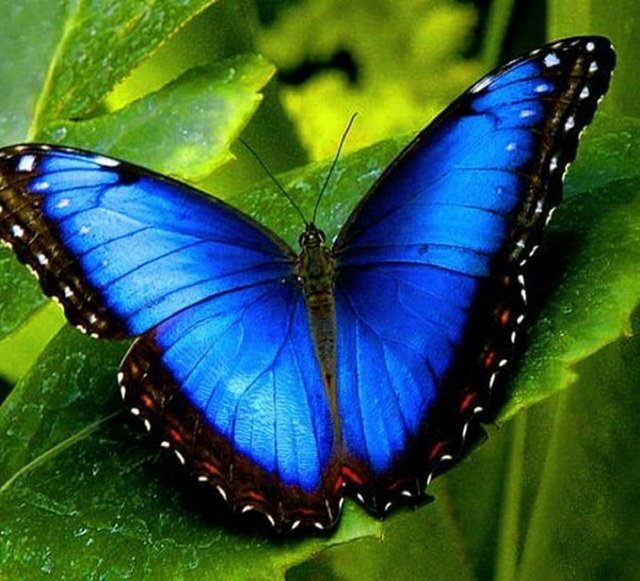 Butterfly-Pictures10-620x563.jpg