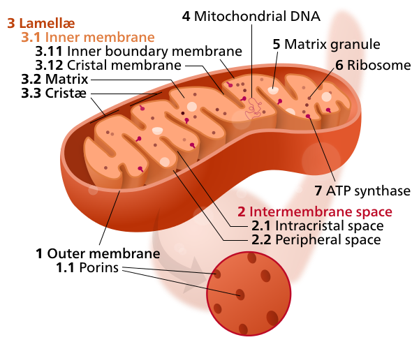 Mitochondrion_mini.svg.png