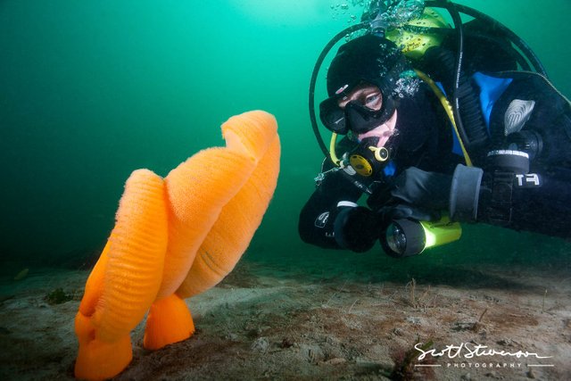 Orange Sea Pen-7.jpg