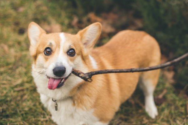 funny-pembroke_welsh_corgi.jpg