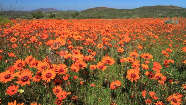 namaqualand-daisies-skilpad-valley-ws-footage-011144730_prevstill.jpeg