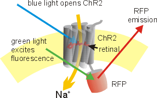 ChR2scheme.png