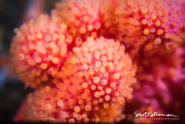 Pink Soft Coral-1.jpg