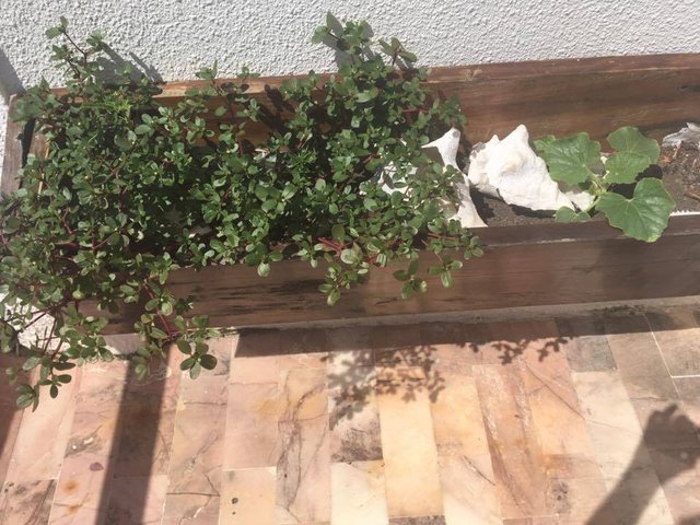 plant.jpg