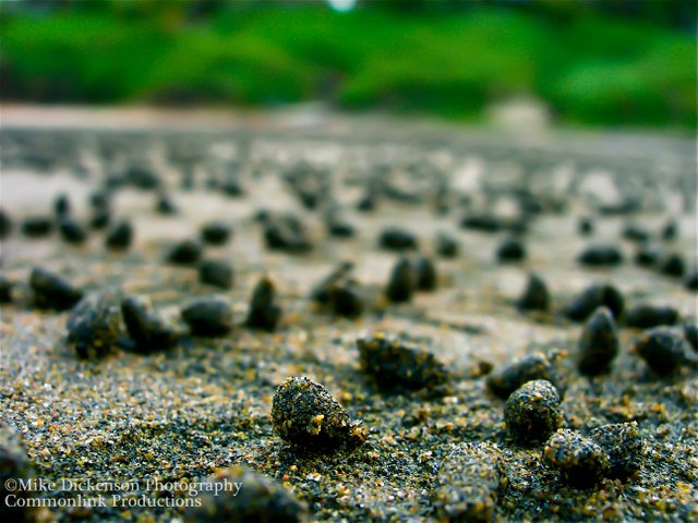 sand balls.jpg