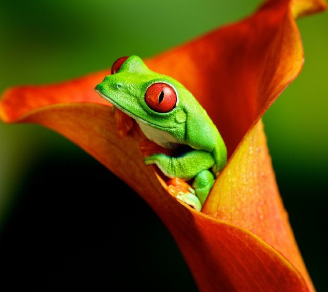 Frog-wallpaper-9493999.jpg