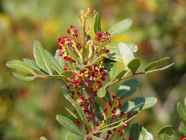 Pistacia_lentiscus_flower.jpg