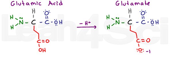 glutamic-acid-glutamate-amino-acid-structure.jpg
