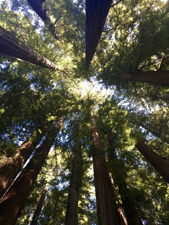 redwood-trees-1980970_960_720.jpg