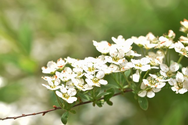 Tawula Spireal white flower 3.jpg